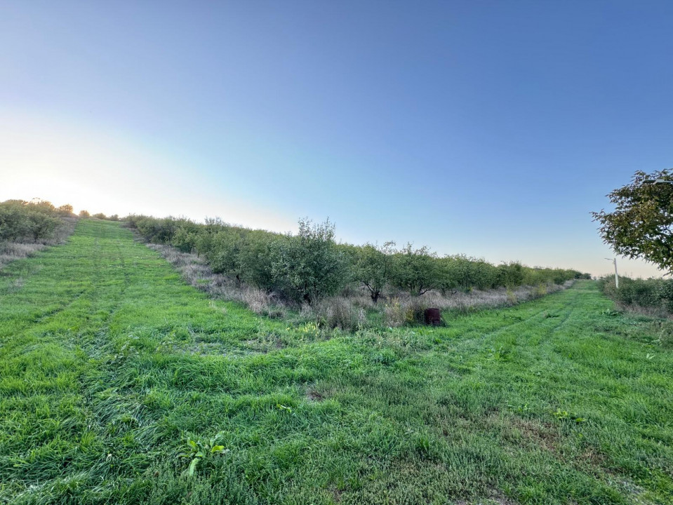 Vânzare Teren Intravilan 800 mp Vișani Sf. Ilie PUZ Casă D+P+E